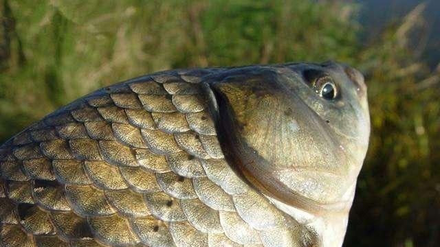 |钓鲫鱼蚯蚓怎么用效果好？初春方法用对鱼获倍增！摆脱有口不中鱼！