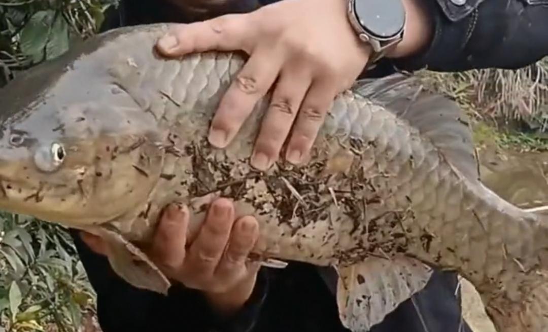 |湖南长沙钓鱼人钓到8斤重的“大鲤鱼”,经过鉴别后才发现是鲫鱼