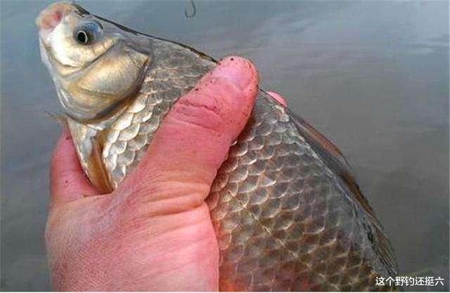 |有鱼没口是现状别纠结！多在这三方面下功夫，很容易比别人钓得多