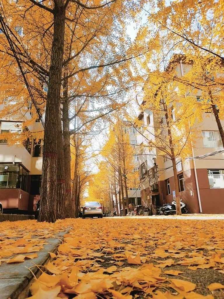 金光大道|太原：三百米“金光大道”吸引游人“打卡”，落叶留住了秋日景致