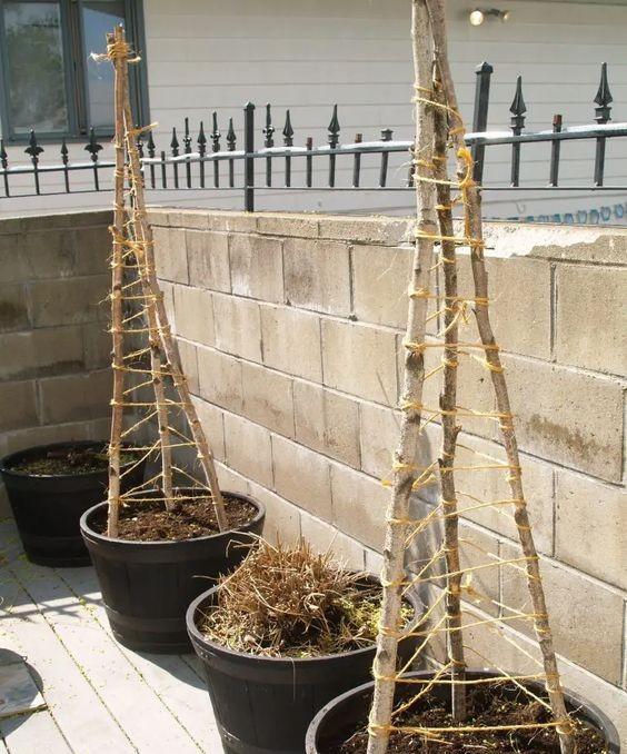 没有院子没有地,花盆上绕一圈钢丝,在阳台照样能打造个垂直花园