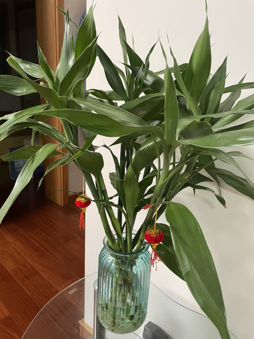 养5种植物在卫生间，卫生间变小花园，远离单调和异味