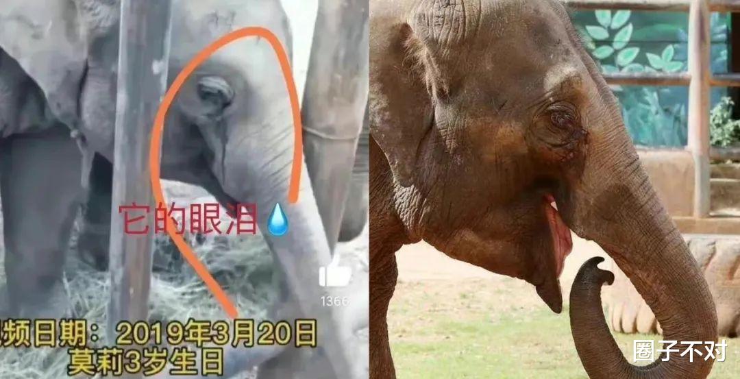 仔细看,这滴眼泪淹没的是不是你心目中的人道主义