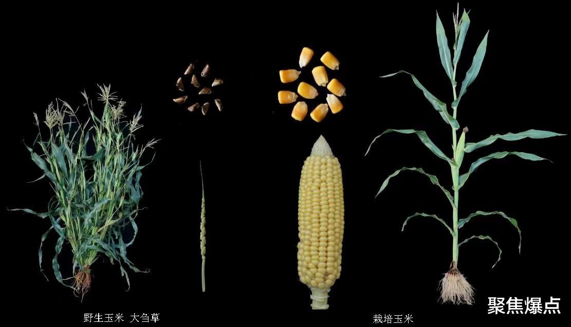我国研究人员首次发现能够增加现代玉米蛋白质的基因