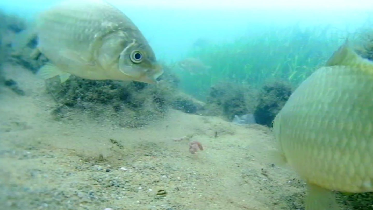 大爷|钓点找不对黄金钓位也白搭！你对钓位了解吗？钓点直接和鱼获挂钩