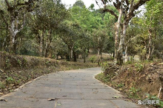 道县|名山古寨之争在所难免，茶企如何才能独善其身