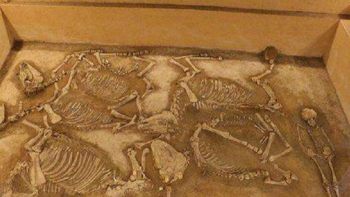 秦始皇祖母墓被打开，里面竟有一灭绝已久的动物，专家：太重要了