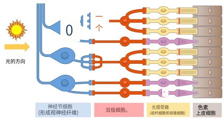 人类视网膜为何是反的?视觉被大幅削弱,为了阻止我看到什么?