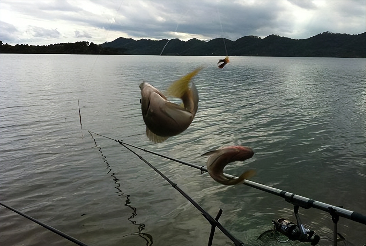 |入夏以后，鱼群的“吃饭地点”早已转移，找准位置才会爆护