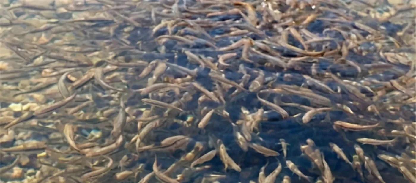 羊湖|羊卓雍措湖里有80万吨鱼，为何无人捕捉？