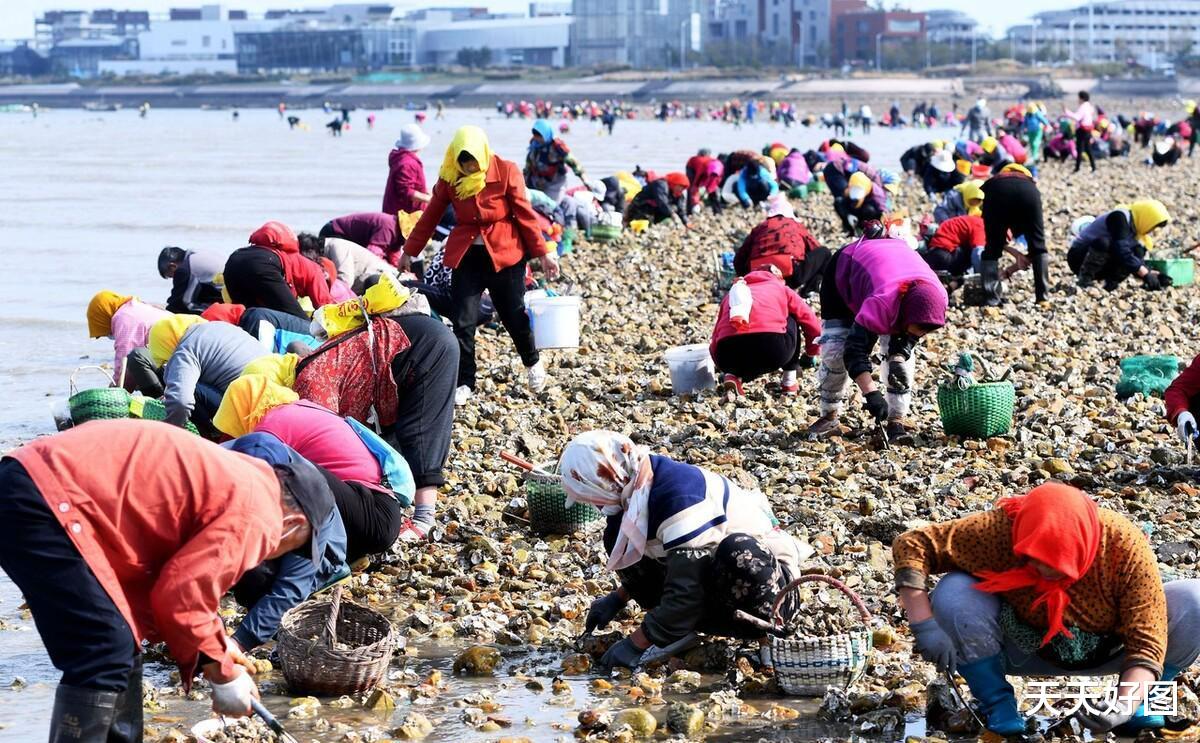 一挖一麻袋根本不要钱,青岛海滩出现大量海鲜,本地大妈拎到手软