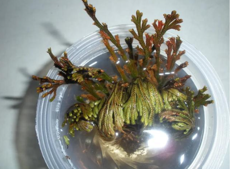沙漠中,生存着3种“不正经”的植物,搞笑又让人心疼
