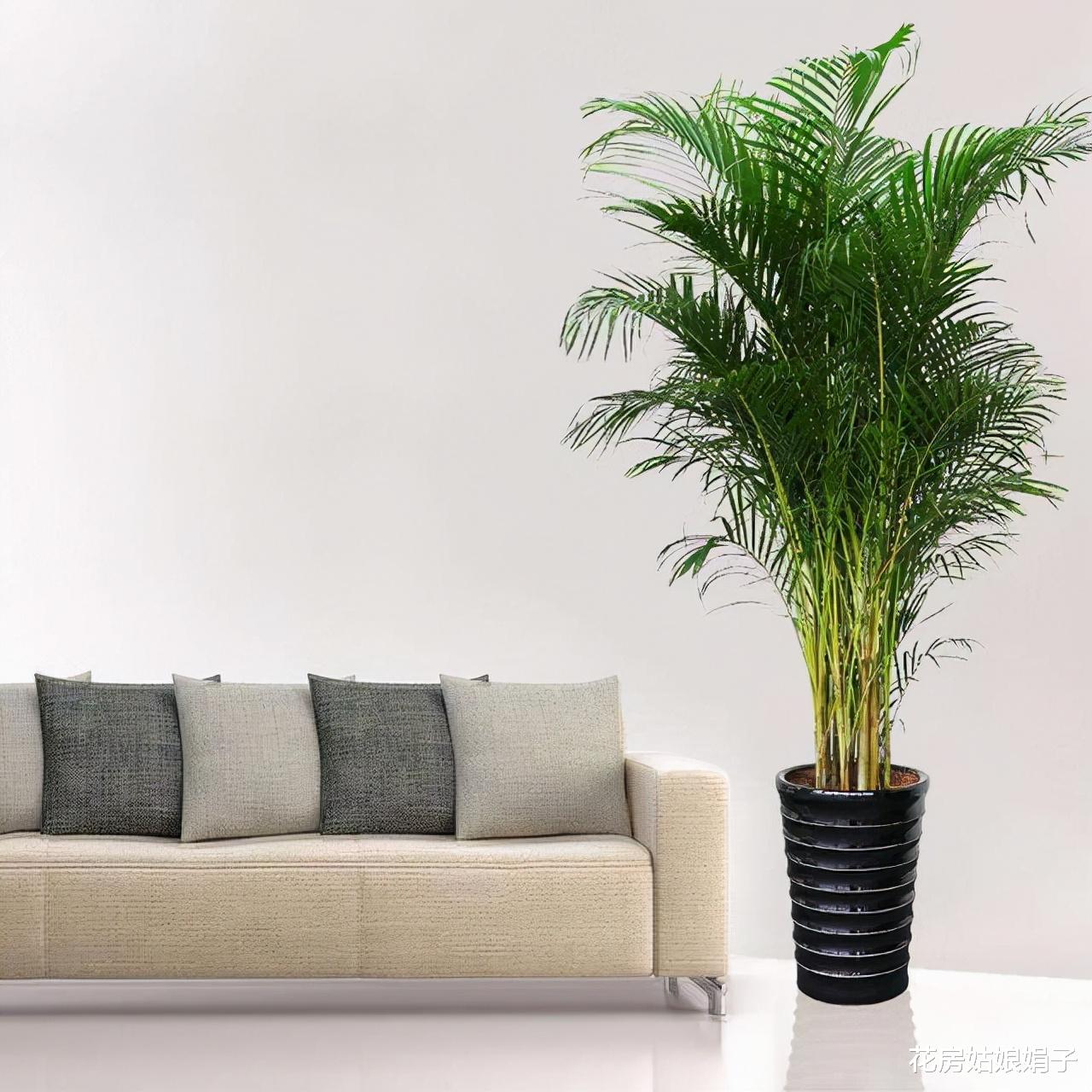 客厅里养花，尽量不要选这4种，控制不住株型，会越长越难看