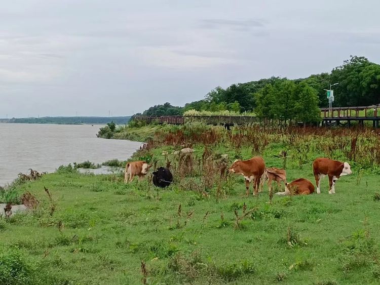 房车|房车游记~快乐佳友的三代重上井冈山的清凉避暑之旅
