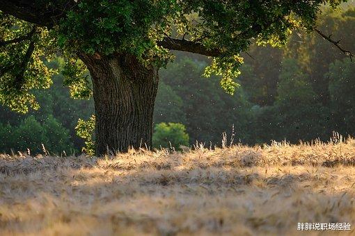 |职场攻略，你应该追求确定性，不能轻易听信任何老板为你做的大饼