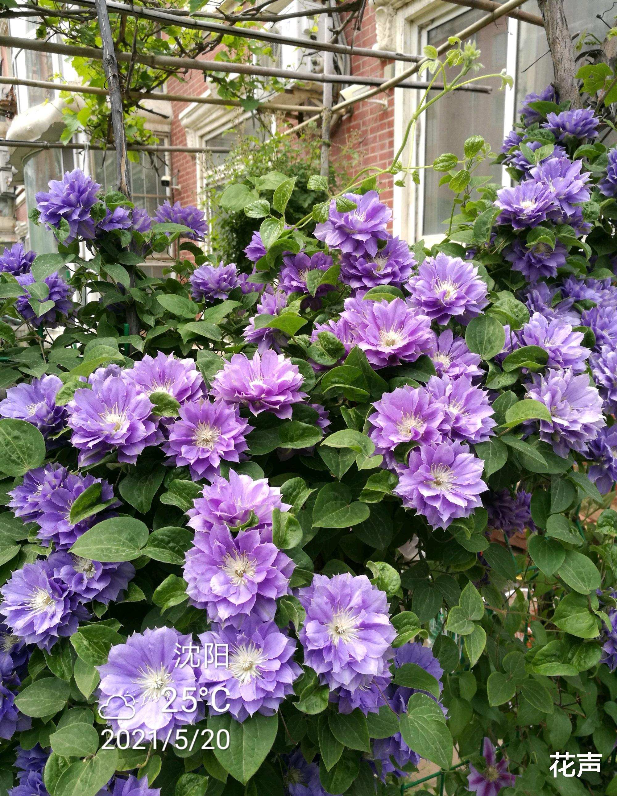 铁线莲界的“牡丹”—円空,花大色美,丰花勤花,小阳台也能养