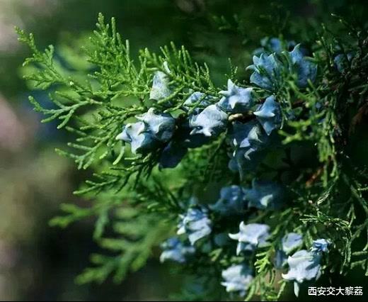 你喜欢烟薰味的香味吗?