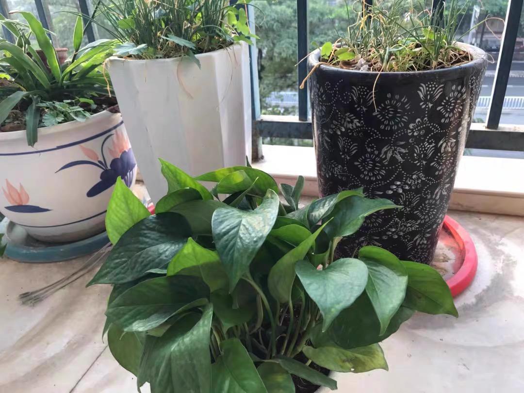 植物能不能净化甲醛?不可以,别交智商税,别听卖家忽悠