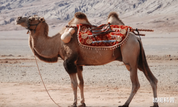 |竟有骆驼会被渴死!为啥当地人不敢碰渴死的骆驼?碰了又有啥后果