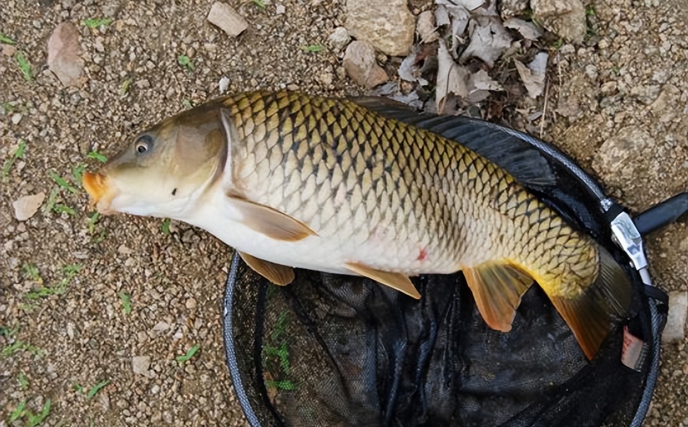 饵料|夏至过,鱼情变!掌握这些“套路”,让你少走弯路,连竿爆护