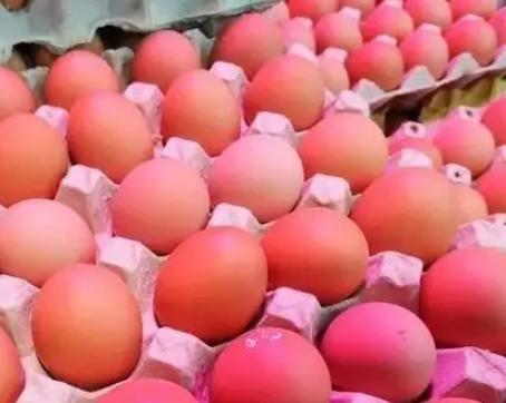 “红壳”鸡蛋和白壳有什么区别?养殖户:区别很大,别买错了!