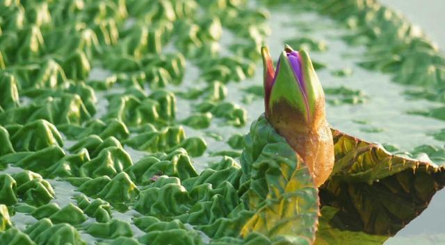 即将立秋,“水八仙”陆续上市,若有条件建议要多吃,为入秋准备