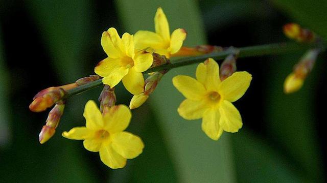 |人生路上耐心等待，最终获得成功的星座