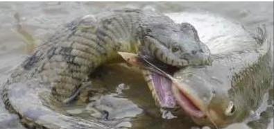 饵料|蛇鱼大战！男子野钓遇罕见一幕，大蛇咬了条鮰鱼，网友：人不如蛇