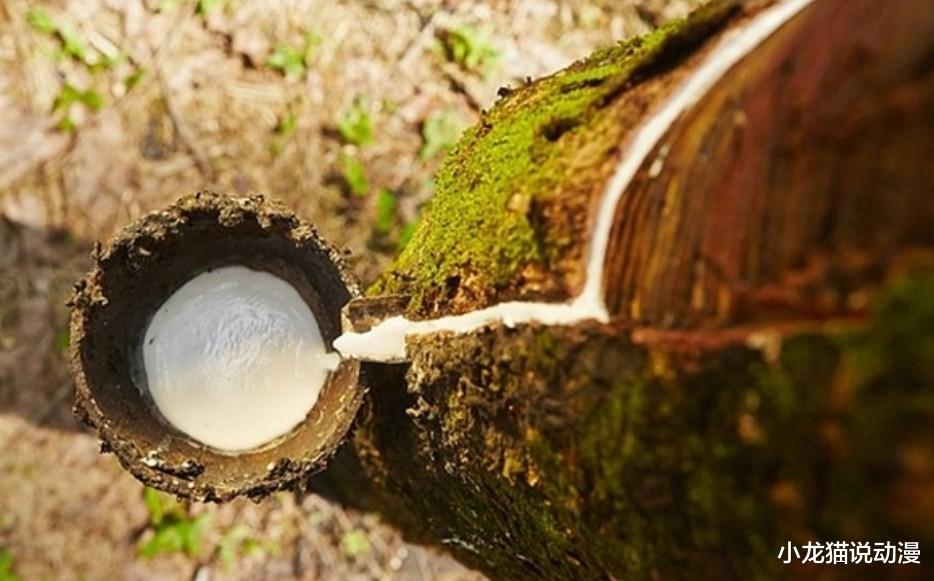 火影忍者|海贼王1039话扉页：草帽一伙的冒险，与橡胶果实有关的神秘大树