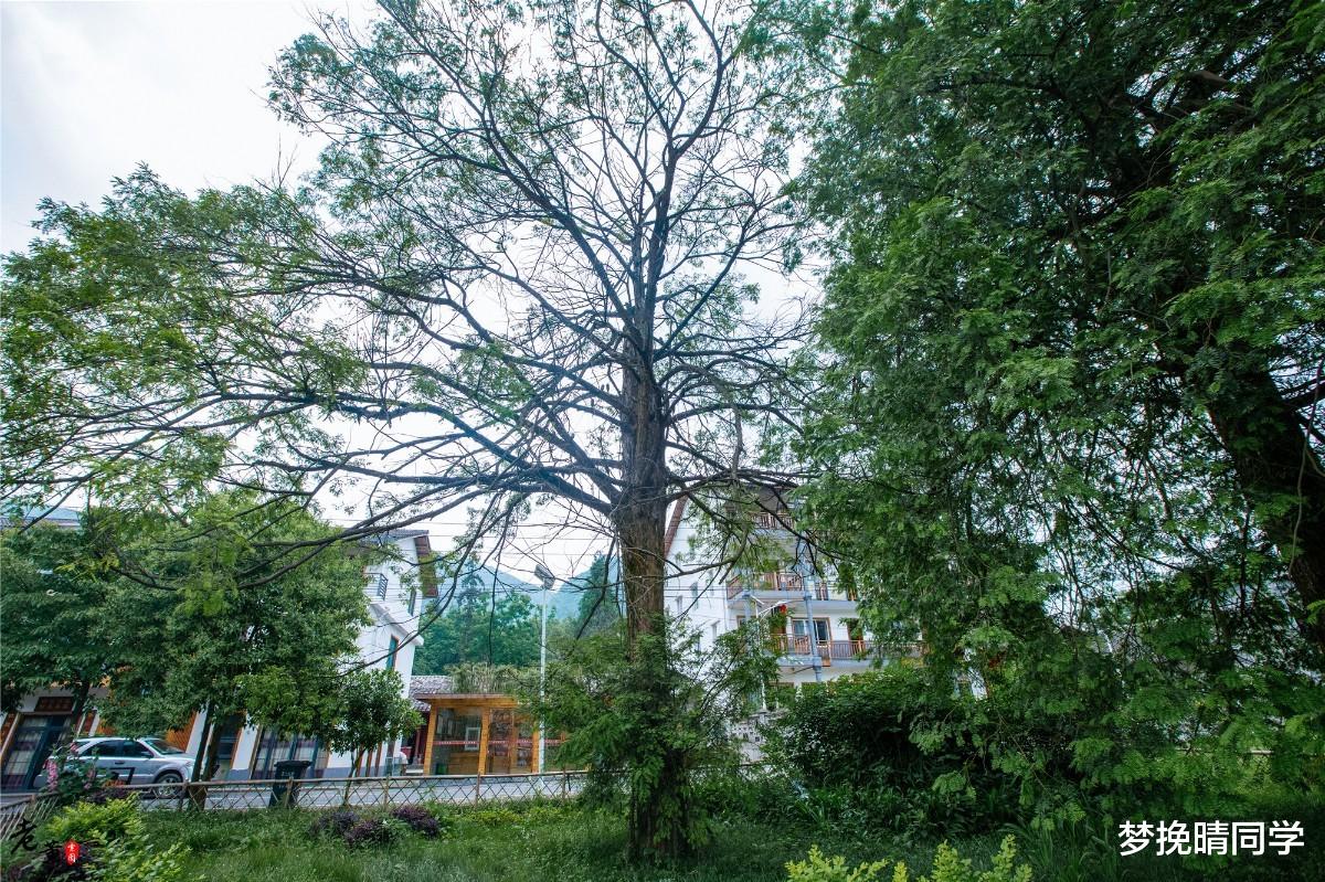雪乡|距重庆主城200公里的九坝，气温25度，每年超10万重庆人到此避暑