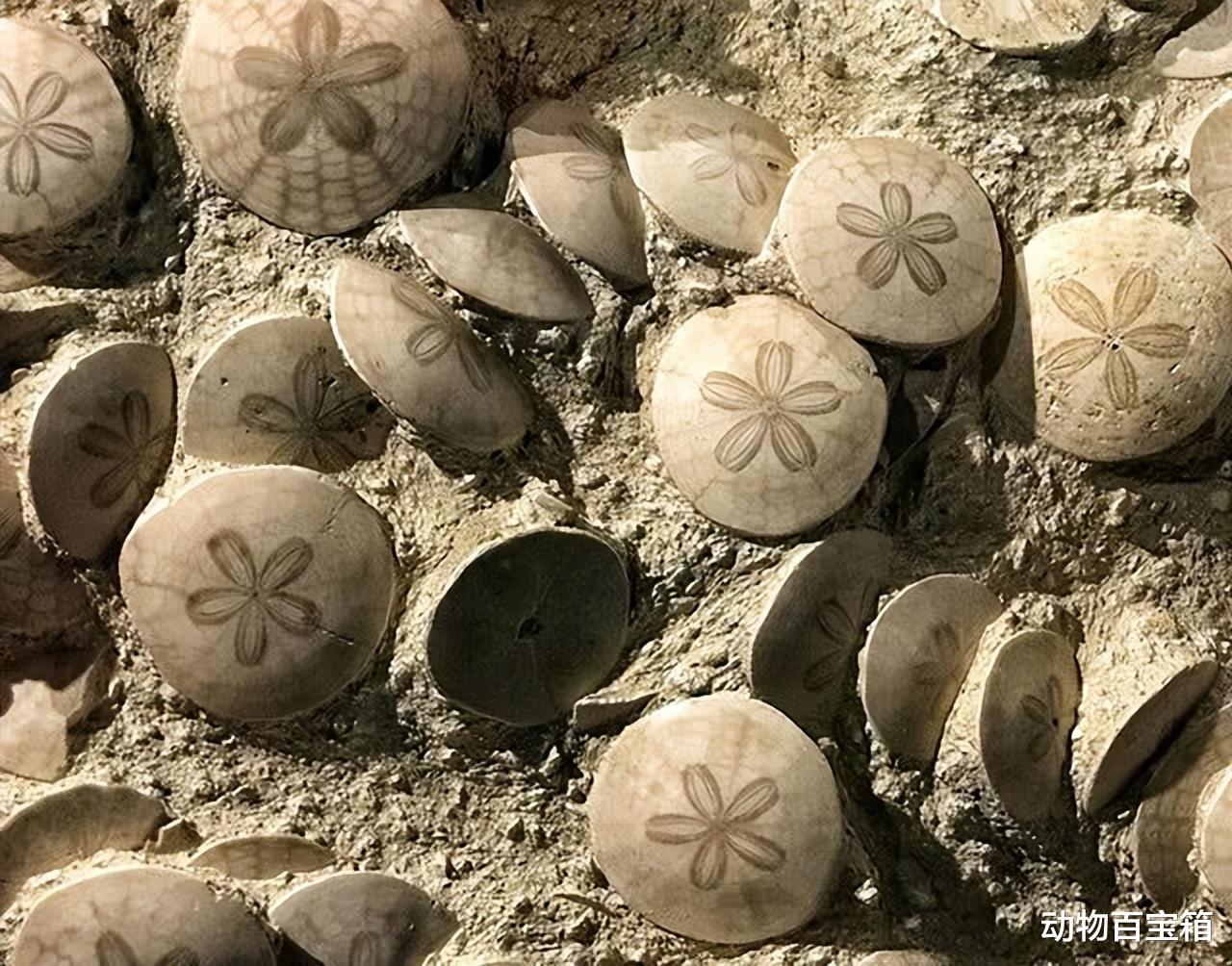 2021年，成千上万只沙币被冲上美国海岸，沙币究竟是个什么动物？
