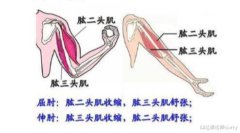抗衰老|63岁年龄36岁体魄:张丰毅的腱子肉不输小年轻,健腹轮才是抗衰老