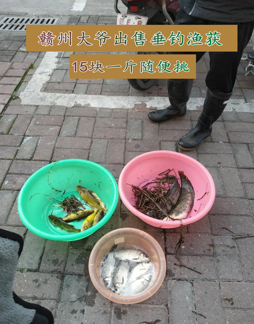 大板鲫|一把水草、一双雨靴, 江西大爷每天15元一斤卖几十斤鱼获, 从不空军