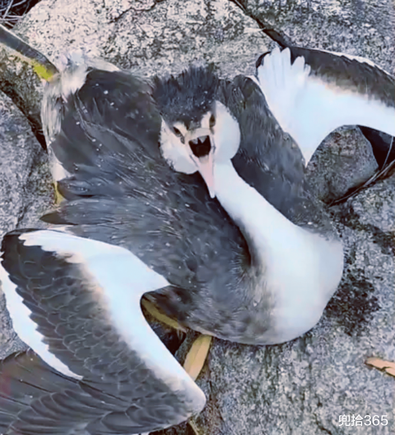 |男子钓鱼意外勾到只水鸟,拍视频证明放生,钓友却发现丑陋的一面