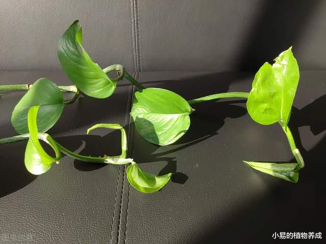 新装修的房子，一定要养的几种“盆栽”，堪称天然空气净化机