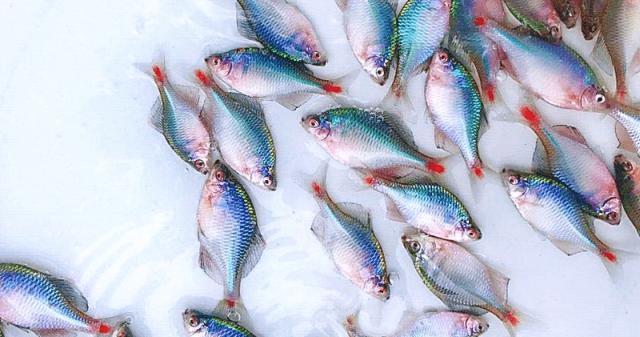 鳑鲏|鳑鲏为什么会让钓鱼人，这么的不受待见呢？