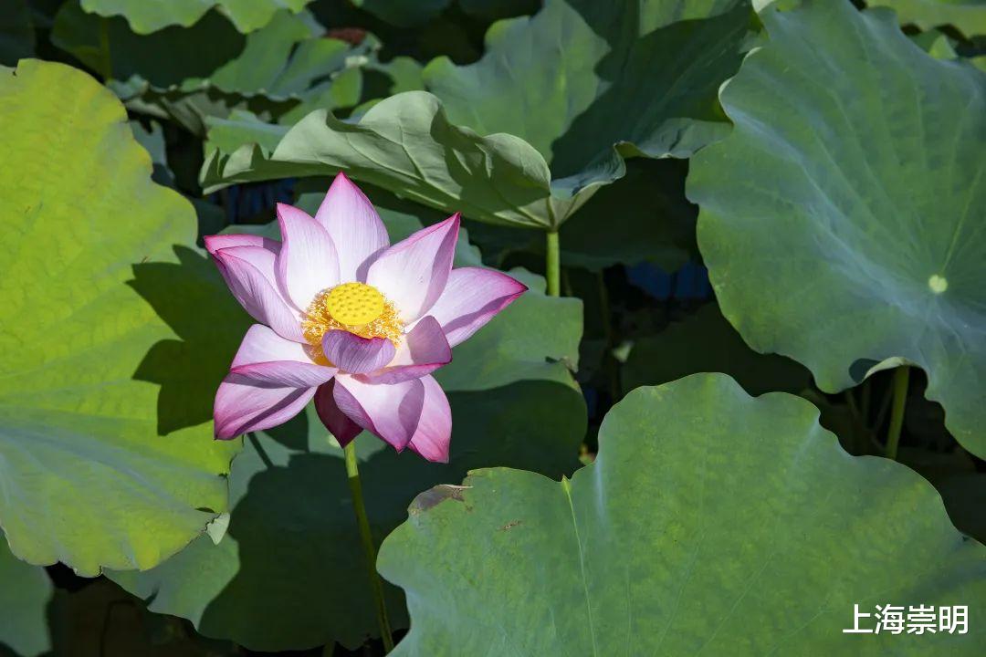 文化节|《沉香如屑》中的四叶菡萏，崇明有很多！