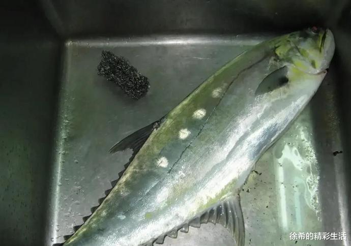 船员|做海员在乎的不是几万一个月的工资,而是天天都能钓奇怪的鱼