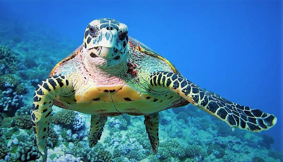海洋中的神奇的生物，探秘海龟的成长过程
