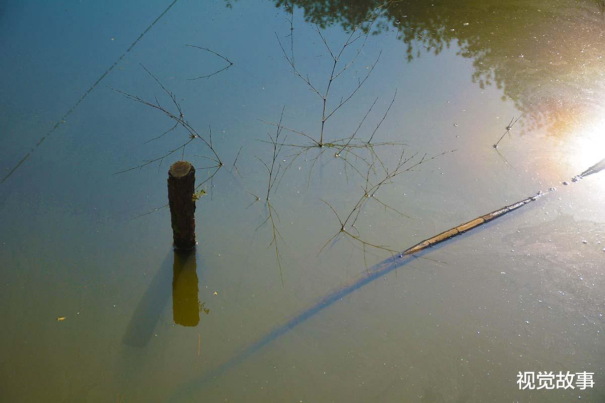 池塘|山村村民搞养殖,池塘里丢满竹枝,看为啥能“增收”