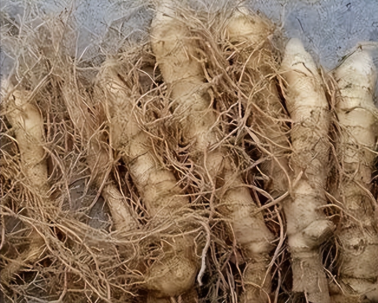 尿酸|肺结节常喝三种润肺汤，有效清肺散结，收藏起来