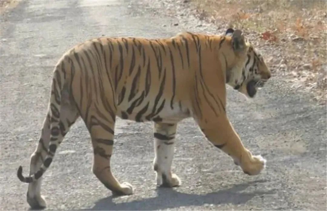 3岁雄虎为寻找配偶,穿越6034里,沿途猎杀3只野猪,咬死2头牛,捕食10多只羚羊