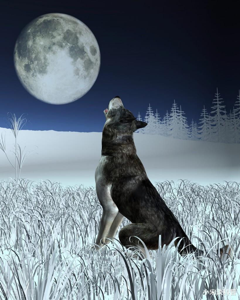 你知道为什么狼爱在夜晚嚎叫吗？