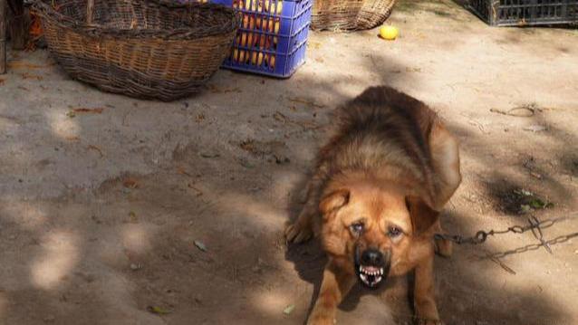 山东泰安，某村，月夜，女子阿红正在睡觉，突然被院子里的狗叫声惊醒