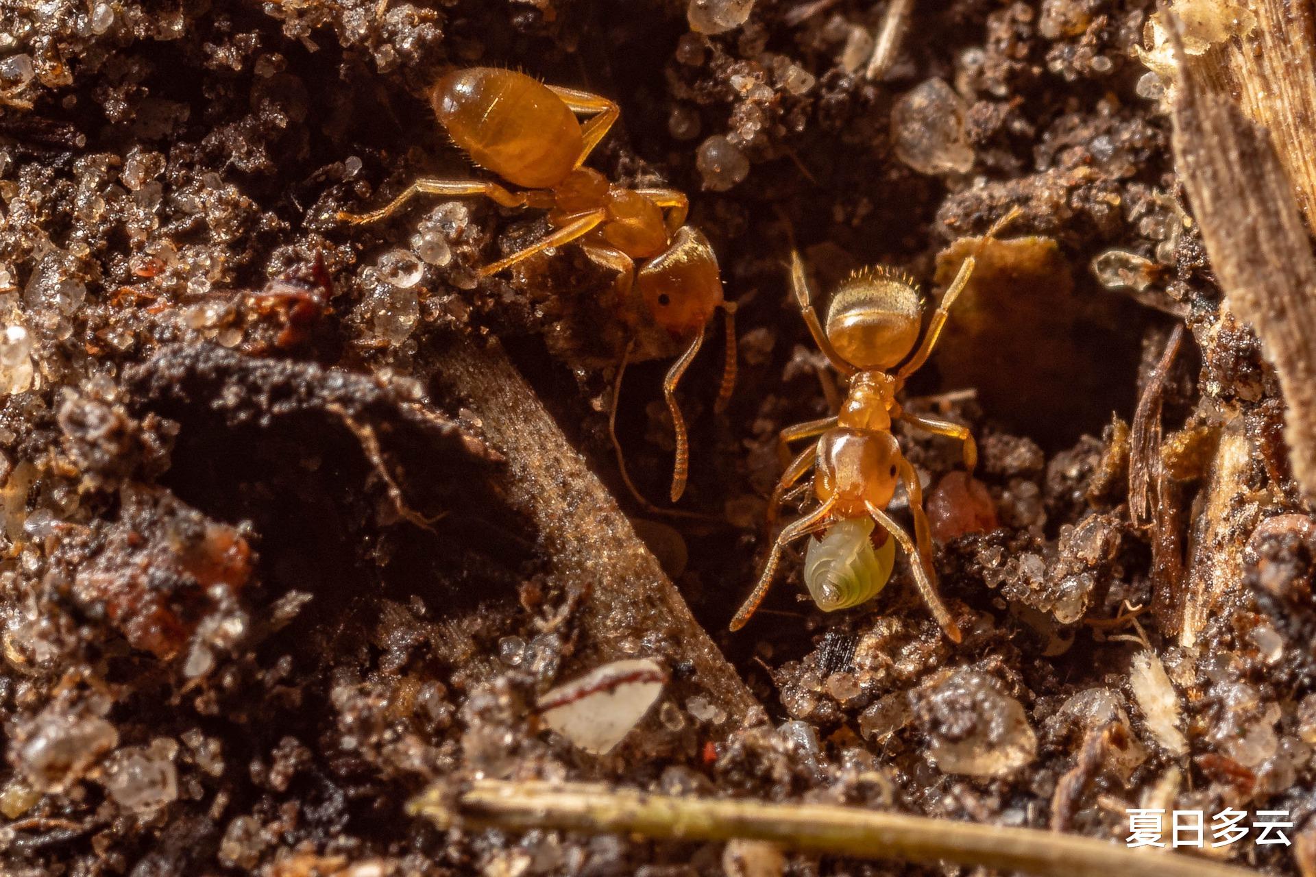 为什么说蚂蚁是地球上进化得最成功的生物?它们会种地,也会放牧