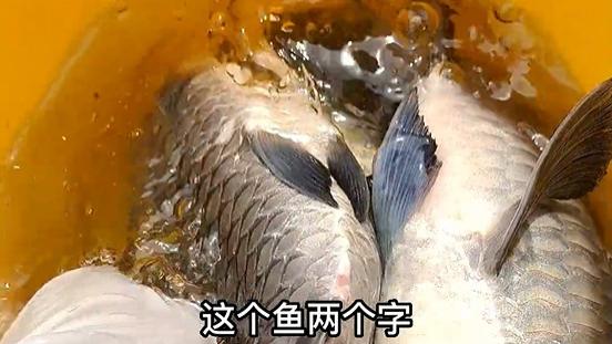 饵料|就问你们一句话，这个鱼费酒不？