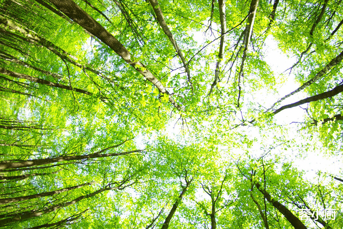 b-2轰炸机|“头伏不补,伏天受苦”,4种“扶阳”食物要多吃,千万别心疼钱