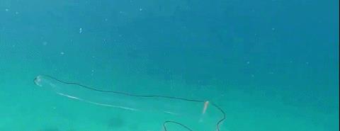 南非发现一条丝带状透明的海洋生物,还和水母互动,应是幼年鳗鱼