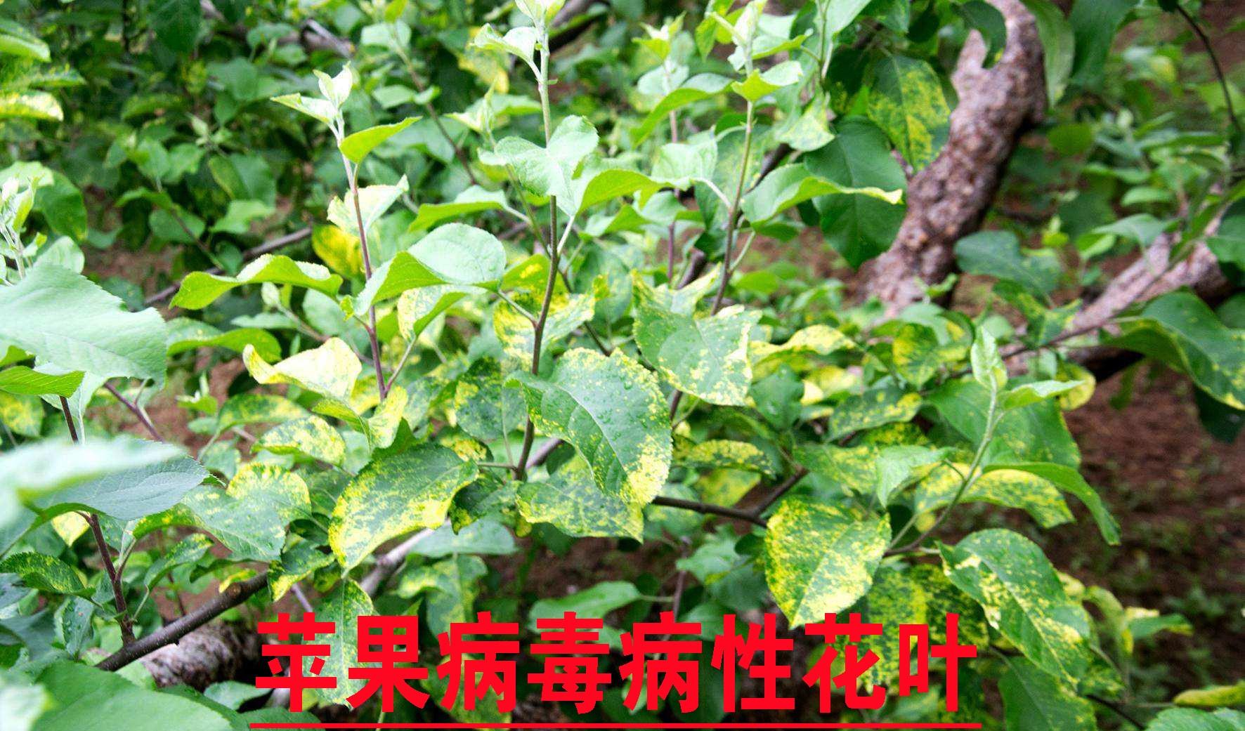 怎么诊断作物病毒病?如何区分病毒病与缺素症、病菌性病害?