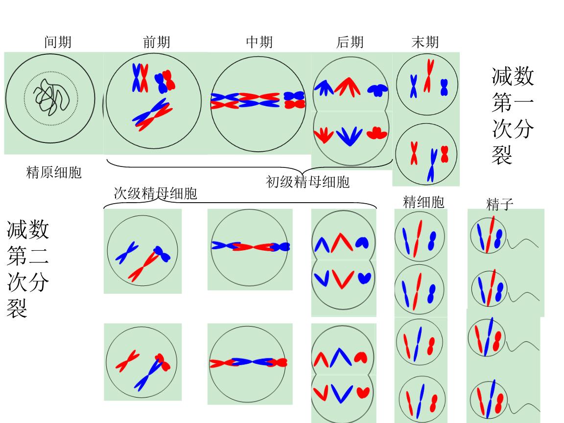 骡子怀孕必死?为什么骡子无法生育?原来是“马和驴”惹的祸